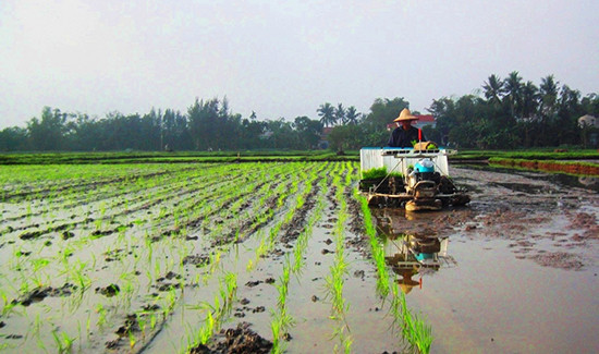 Đưa máy cấy vào phục vụ sản xuất lúa giống hàng hóa tại mô hình tích tụ ruộng đất ở xã Bình Đào.Ảnh: N.PHƯƠNG