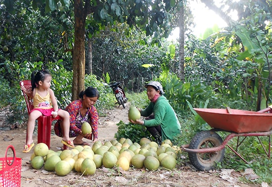 Cây trái tại vườn.