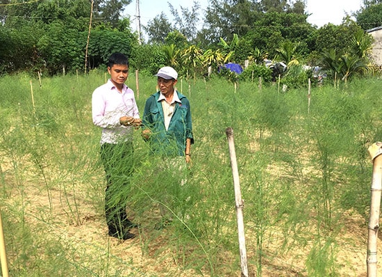 Anh Lực thường xuyên đến thăm và tư vấn kỹ thuật cho các thành viên trong Tổ hợp tác măng tây xanh an toàn Điện Dương. Ảnh: P.V