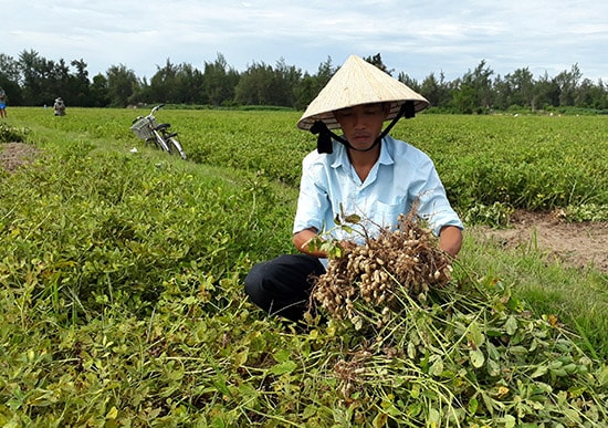 Nhờ áp dụng cơ giới hóa, năng suất đậu phụng ở Bình Nam tăng lên đáng kể. Ảnh: Tân Biên