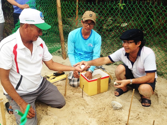 Đưa trứng rùa vào trung tâm ấp trứng rừa biển tại đảo Cù Lao Chàm