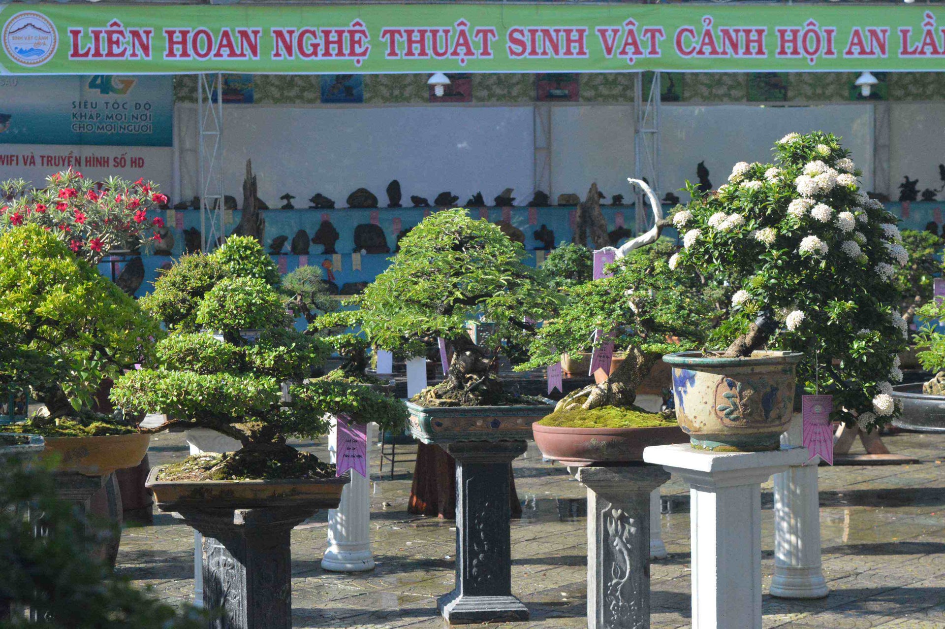 Có hơn 400 tác phẩm tham dự liên hoan sinh vật cảnh Hội An lần thứ VI. Ảnh: Q.T