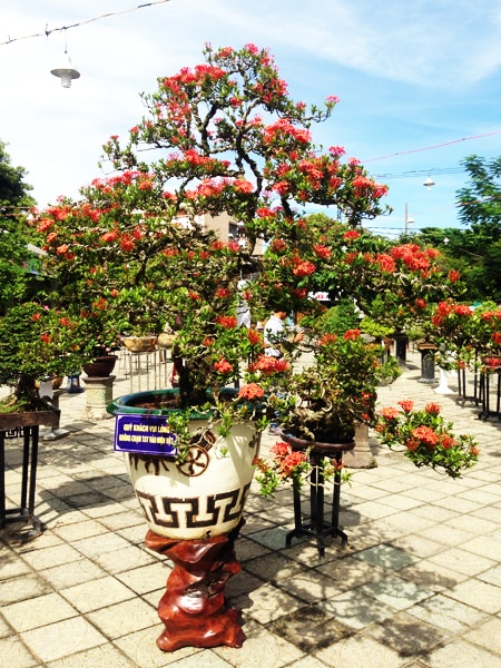 Liên hoan thu hút nhiều loại hoa cảnh, bonsai độc đáo khắp khu vực tham gia. Ảnh: MINH HẢI