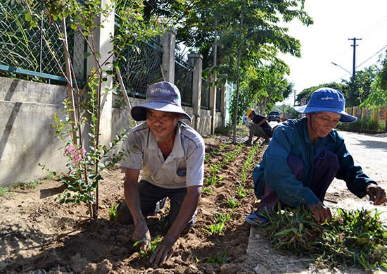 Trồng cỏ gừng ven tuyến giao thông để “tô điểm” cho “Khu dân cư nông thôn mới kiểu mẫu” tại Điện Bàn. Ảnh: C.TÚ