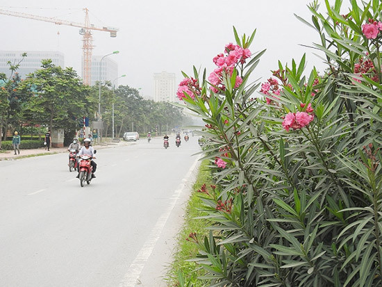 Cây Trúc Đào được trồng dọc hai bên đường của Đại lộ Thăng Long. Ảnh: Phụ nữ Pháp Luật