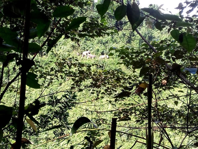  The elephant herd in Nong Son district. Photo: dantri.com