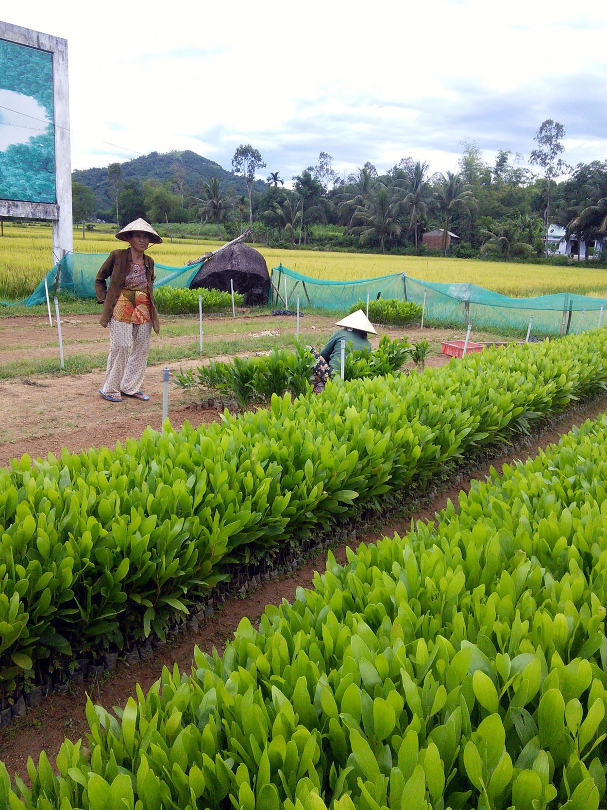 Nhiều vườn ươm chủ động “ra chân” cho cây giống để xuất bán cho các hộ trồng rừng. ảnh: B.A