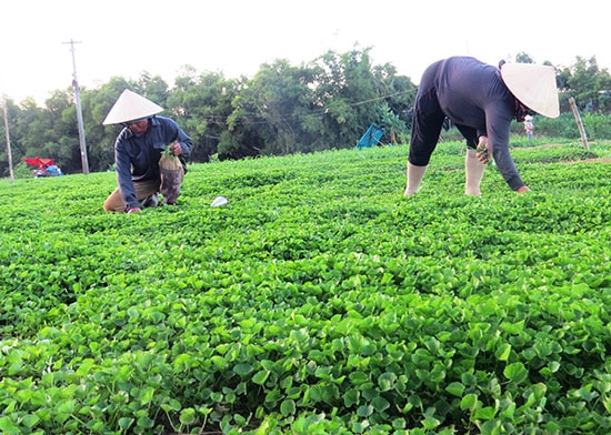 Ruộng rau má đang kỳ thu hoạch của ông Hà Ngọc Phi (xã Điện Minh, Điện Bàn). Ảnh:H.L