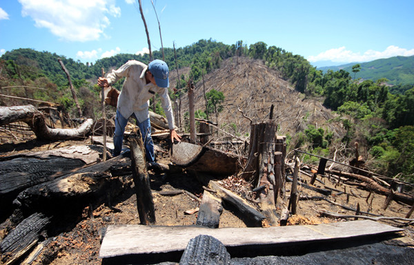 Nhiều cây rừng bị đốn hạ, cưa xẻ ở tiểu khu 557 và đưa ra khỏi rừng.