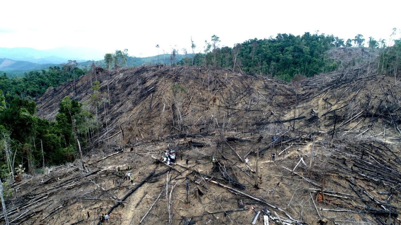 Diện tích rừng bị phá so với số liệu thống kê do lực lượng chức năng cung cấp không thuyết phục. Ảnh N.Đ.T