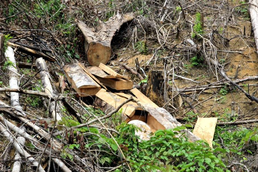 Đường dẫn lên khu vực rừng thuộc tiểu khu 556 có nhiều phách gỗ nằm ngổn ngang chờ được chở ra ngoài. Ảnh N.Đ.T