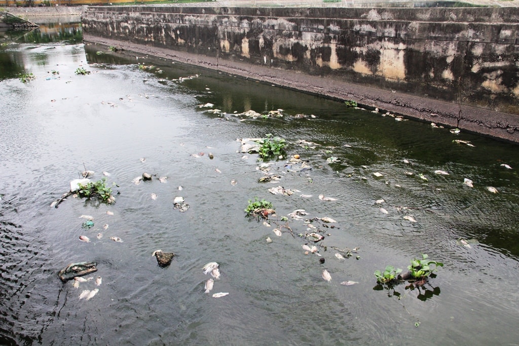 Cá chết nổi trắng ở nhiều khu vực thuộc hồ điều hòa Nguyễn Du. Ảnh: C.M