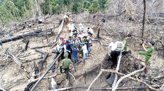 Lực lượng chức năng tại hiện trường vụ phá rừng phòng hộ Tiên Lãnh. Ảnh: P.VINH