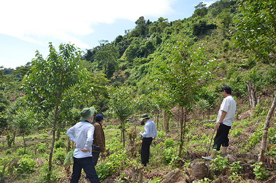 Trồng rừng thay thế tại xã Ma Cooih, huyện Đông Giang. Ảnh: T.H