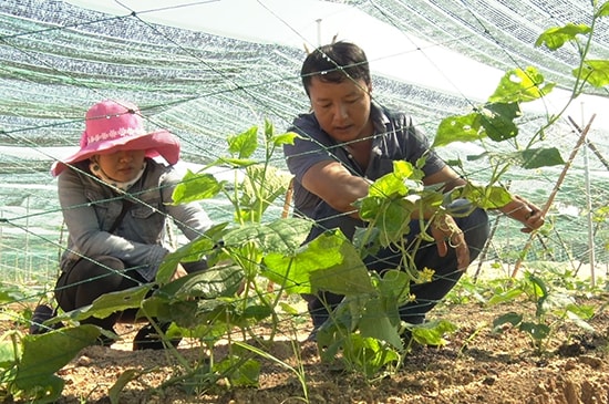 Mô hình trồng rau hữu cơ nhà lưới của anh Huỳnh Đức Tường.