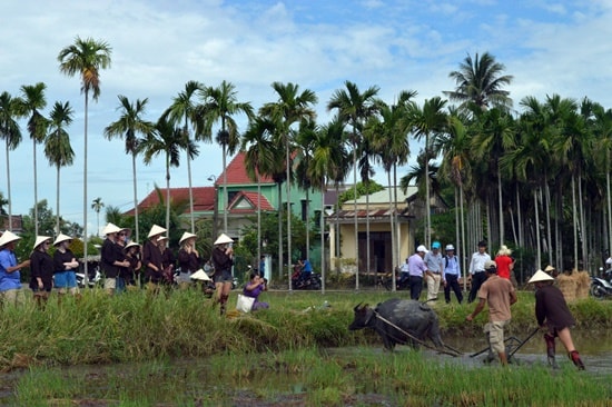 Du khách tham gia cày ruộng 