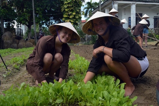 Trải nghiệm thu hoạch rau cải tại làng