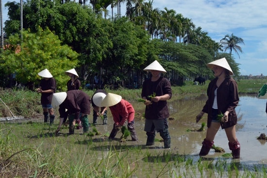 Cấy lúa