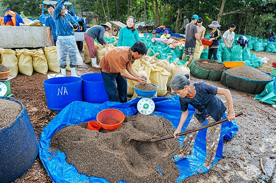 Sau khi rửa sạch, người dân cân hến bán cho thương lái.