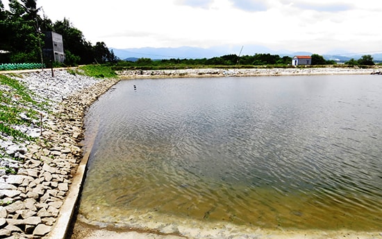 Đê bao ngăn mặn tại thôn Đông Mỹ, Tam Giang, Núi Thành. Ảnh: BÍCH LIÊN