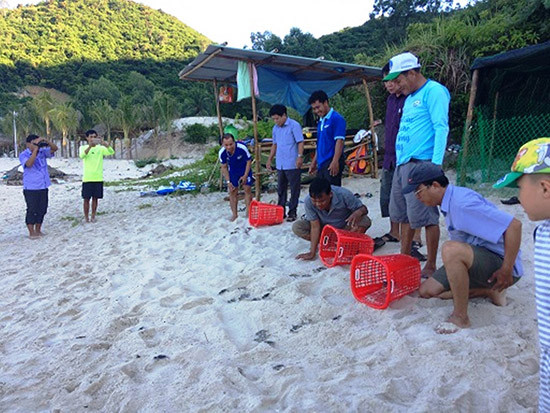  Ấp nở thành công, thả rùa con về với biển tại Cù Lao Chàm. Ảnh: Ban quản lý Khu bảo tồn biển Cù Lao Chàm