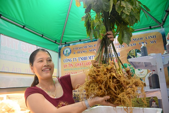 Giá trị sâm Ngọc Linh ngày càng tăng cao đem lại thu nhập ổn định cho người dân Nam Trà My. Ảnh: N.D