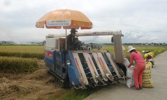 Nhờ đẩy mạnh cơ giới hóa đồng ruộng, những năm gần đây tiến độ thu hoạch lúa ở Quế Sơn diễn ra rất nhanh.Ảnh: N.P