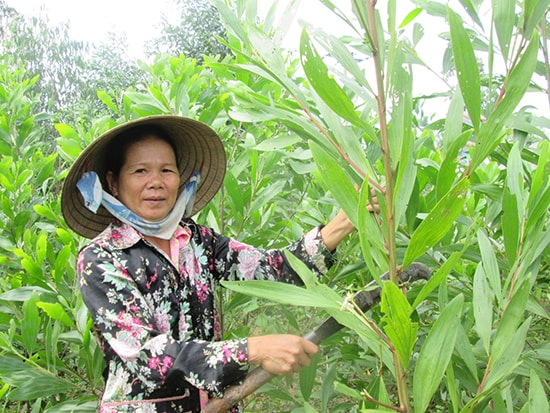  Nhiều nơi ở vùng tây của xã tập trung phát triển mạnh cây keo nguyên liệu.Ảnh: N.S