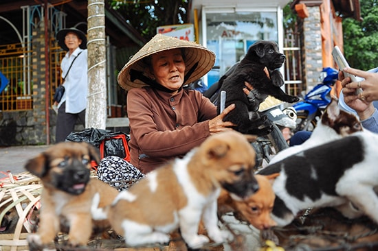 Bà Nga mưu sinh nghề bán chó hơn 10 năm.