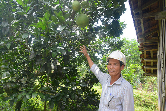 Vườn cây thanh trà của ông Lê Tự Hùng (xã Trà Tân) mang lại lợi ích kinh tế cao. Ảnh: N.DƯƠNG