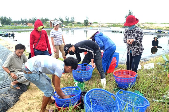 Giá tôm thương phẩm tăng cao do nguồn cung thấp. Ảnh: Q.V