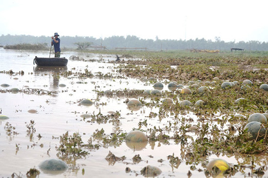 Nhiều diện tích dưa hấu ở xã Đại Nghĩa, huyện Đại Lộc chìm trong một cơn lũ trước đây. Ảnh: Internet