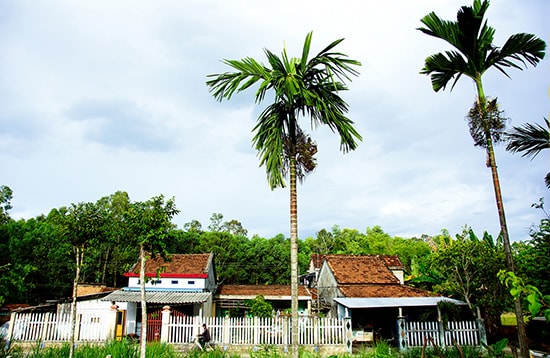 Một góc quê xứ Quảng. Ảnh: PHƯƠNG THẢO