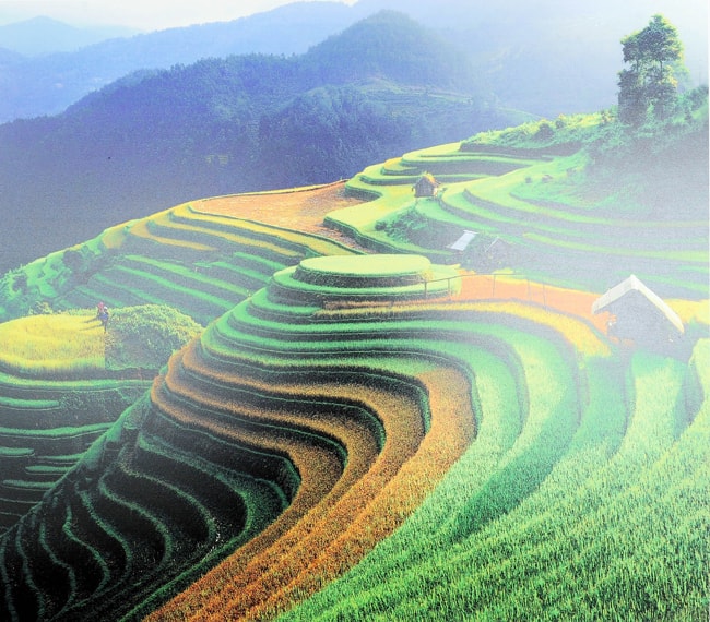 Tác phẩm: Ruộng bậc thang Mù Cang Chải   Tác giả: Nguyễn Đăng Hào