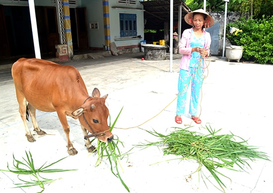 Từ nguồn vốn vay của Ngân hàng Chính sách xã hội, bà Lưu Thị Tường lo cho con cái ăn học đàng hoàng; ổn định kinh tế với mô hình chăn nuôi bò hơn 10 năm qua. Ảnh: QUANG VIỆT