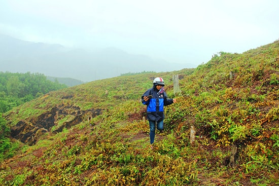 Do nhiều diện tích đất bị hoang hóa, nên đã xuất hiện tình trạng người dân xâm chiếm đất dự án để trồng keo.  Ảnh: ALĂNG NGƯỚC