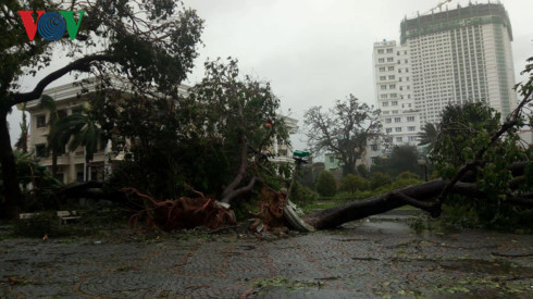 Vì năm trong vùng tâm bão nên tỉnh Khánh Hòa khuyến cáo người dân và du khách không nên ra đường đề phòng cây cối ngã sập. Ảnh: VOV.VN