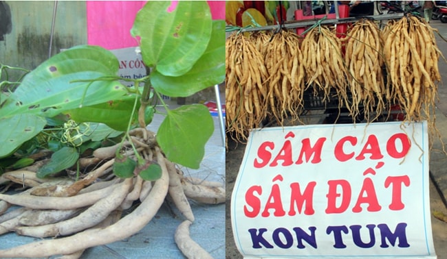 “Bách bộ chẳng phải sâm đâu/ Dùng nhiều ngộ độc, nhắc nhau dè chừng”. 