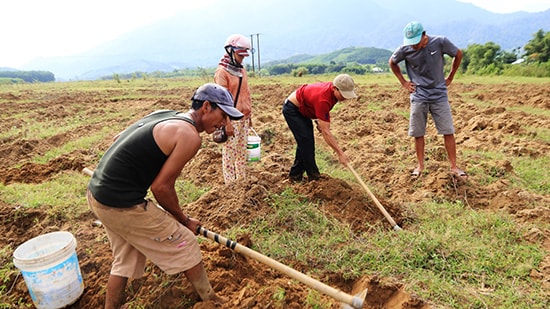 Người dân Trà Giang đào đất tìm bắt sùng trên bãi đất nà ven sông Trường.Ảnh: T.C