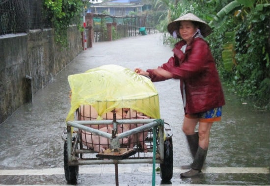 Nước ngập chuồng, người dân bắt heo chở đến những khu vực cao ráo.