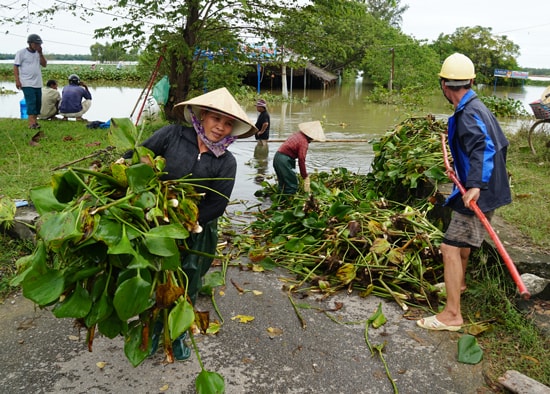 Những đoạn bèo mắc cạn, nhiều người tiến hành thu gom và dọn dẹp. Ảnh: PHAN VINH