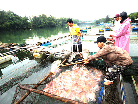 Chăm sóc cá điêu hồng ở sông Tam Kỳ đoạn chảy qua địa bàn phường An Sơn.Ảnh: N.Q.V