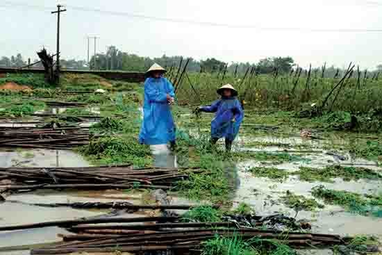 Nhiều vùng trồng rau quả ở huyện Duy Xuyên tiêu điều, xơ xác. Ảnh: THÀNH SỰ