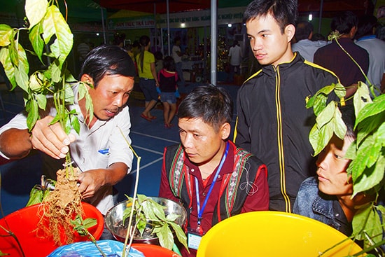 Hội chợ sâm Ngọc Linh - một phiên chợ sau này sẽ được nhân rộng ở các sản phẩm đặc trưng của Quảng Nam . Ảnh: Phương Thảo