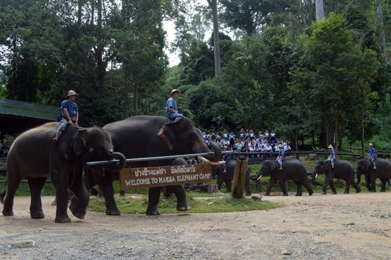 Nối đuôi diễu hành chào du khách.