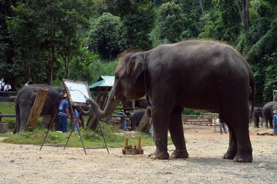 Voi vẽ tranh.