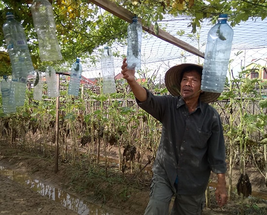 Các giàn khổ qua ở làng rau Thanh Đông dần khô héo khi gốc bị ngâm nước lâu ngày. Ảnh: QUỐC TUẤN