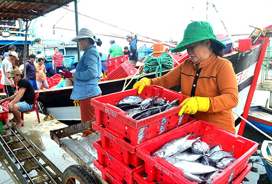 Quảng Nam cần thực hiện tốt chứng nhận nguồn gốc nguyên liệu hải sản, góp phần cùng cả nước đáp ứng yêu cầu mà EU đặt ra.Ảnh: N.Q.V