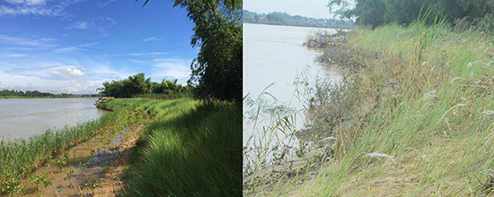 Một đoạn bờ kè sinh thái ở Triêm Tây do An Nhiên Farm triển khai, trước và sau cơn lũ. Ảnh: Q.TUẤN