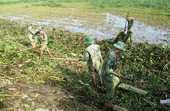 Bộ đội hỗ trợ nông dân vùng đông Quế Sơn thu dọn bèo rác phủ trên mặt ruộng. Ảnh: N.P